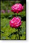 kasteel rozentuin van coloma belgie kats rozen roos hdr japan bloesem japanse tuin siertuin